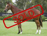 FLYING SPUR/DISTINCTIVE FILLY